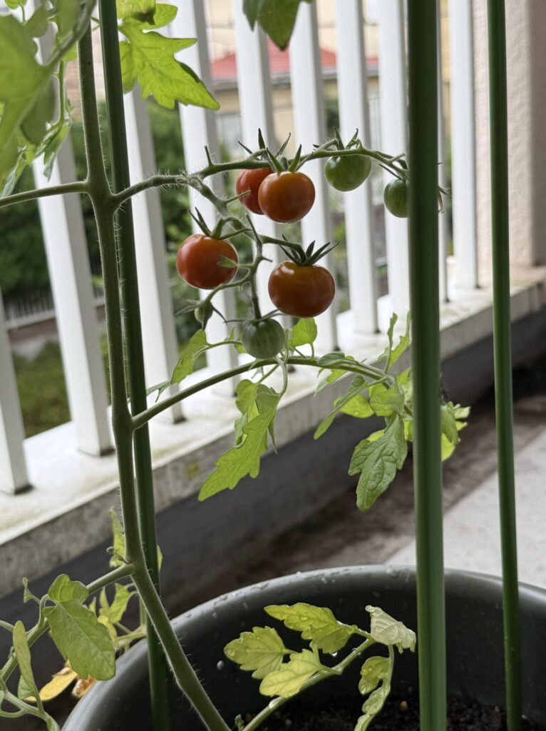 🍅うちのミニとまとさん🍅