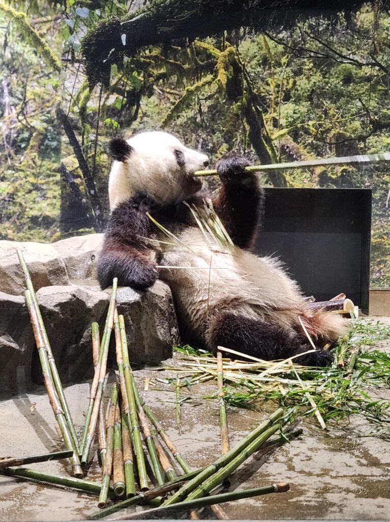 パンダに会いに