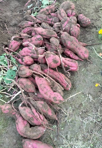 秋といえば・・・。